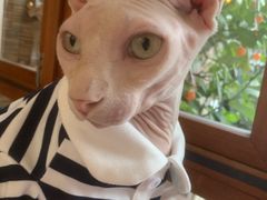 -有猫主题·治愈系猫咖(曾厝垵店)