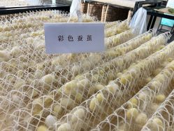 -太湖雪蚕桑文化园