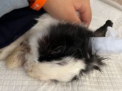 -北京观赏动物医院·24小时大型综合·猫专科·异宠专科