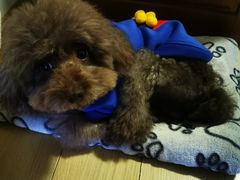 -PETKIT小佩宠物·低压洗护(国顺东路店)