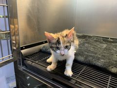 -PETKIT小佩宠物·低压洗护(国顺东路店)