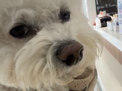 -北京派仕佳德动物医院·超导核磁·CT·神经科·骨科·内外科·急重症管理中心