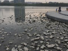 -南翔镇银翔湖公园