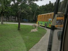 -野生动物园-停车场