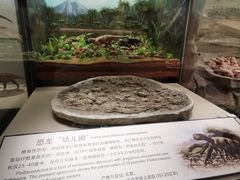 -辽宁古生物博物馆
