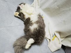 -爱洗澡的猫(天河路店)