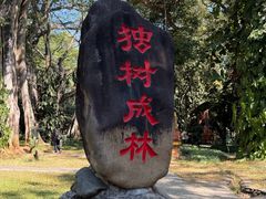 -独树成林