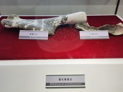 -嘉荫恐龙国家地质公园