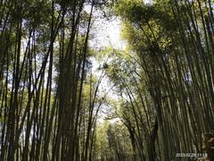 -西湖风景区十里琅珰-五云山