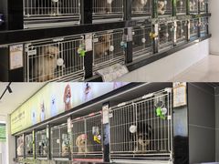 -翊宠yipet猫狗购宠庄园犬舍•猫舍