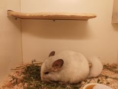 -龙猫仔乐园(惠福东路店)