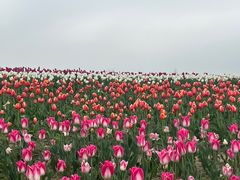 -径山花海