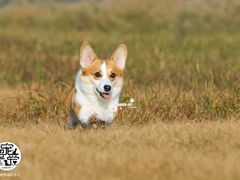 -超宠爱宠物摄影-Super pet