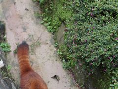 -都江堰中华大熊猫苑