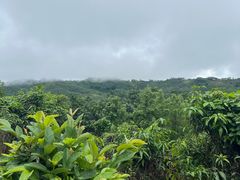 -西双版纳基诺山寨