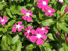 -柱状节理带