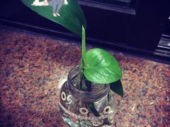 -杨国福麻辣烫(龙阳广场店)