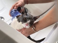 -十年猫舍·猫咪专门店(普陀店)