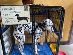 -梵猫·轻客栈(大理古城北门店)
