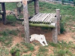 -西霞口神雕山野生动物世界