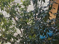 -庭院江南菜•烤鸭•非遗传承(丰台总部基地店)