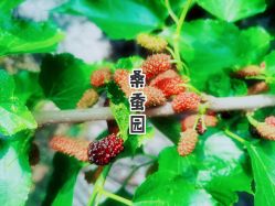 -太湖雪蚕桑文化园