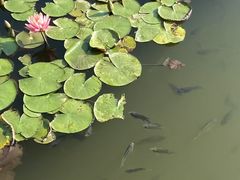 -东莞植物园
