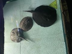 -上海海洋水族馆