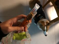 -多卡布奇宠物生活馆(上林世家店)