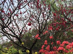-南汇桃花村