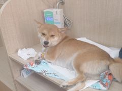 -北京观赏动物医院·24小时大型综合·猫专科·异宠专科