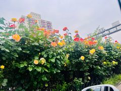 -北京稻香村(六里桥店)