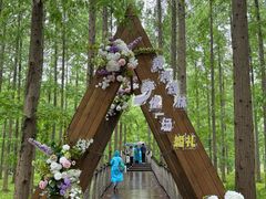 -黄海国家森林公园