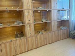 -猫十亿·布偶金渐层·曼基康矮脚猫舍(青年路店)