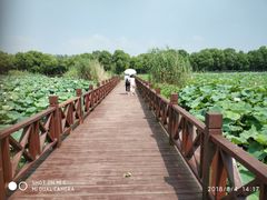 -荷塘月色湿地公园·向阳花洲