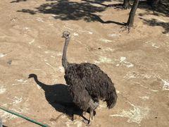 -西霞口神雕山野生动物世界