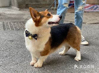不理他 他会找个地儿趴着 但眼睛一直注视着你