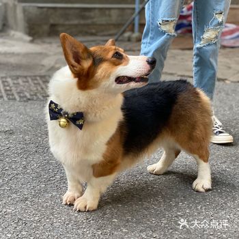 不理他 他会找个地儿趴着 但眼睛一直注视着你