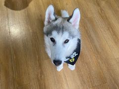 -Husky Go! 哈士奇体验馆·宠物咖啡厅狗咖