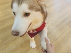-Husky Go! 哈士奇体验馆·宠物咖啡厅狗咖