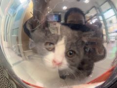 -纳吉亚猫专科动物医院博雅分院