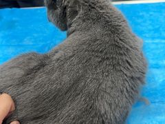 -伟伟宠物医院·CT影像中心·瑞派犬猫综合性门诊(汉口总院)