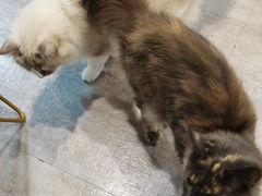 -猫房·猫吧·猫咖(龙湖时代汇店)