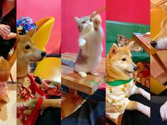 -猫色咖啡·猫咖