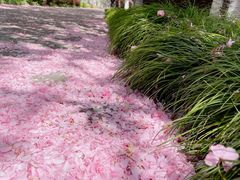 -高东镇樱花园