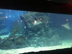 -暹罗海洋世界