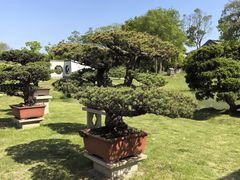 -扬州大运河文化旅游度假区·盆景园