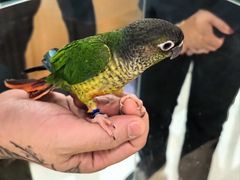 -帕帕拉兹宠物(亚洲旗舰店)