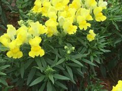 -松山湖梦幻百花洲