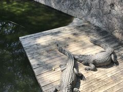 -深圳野生动物园